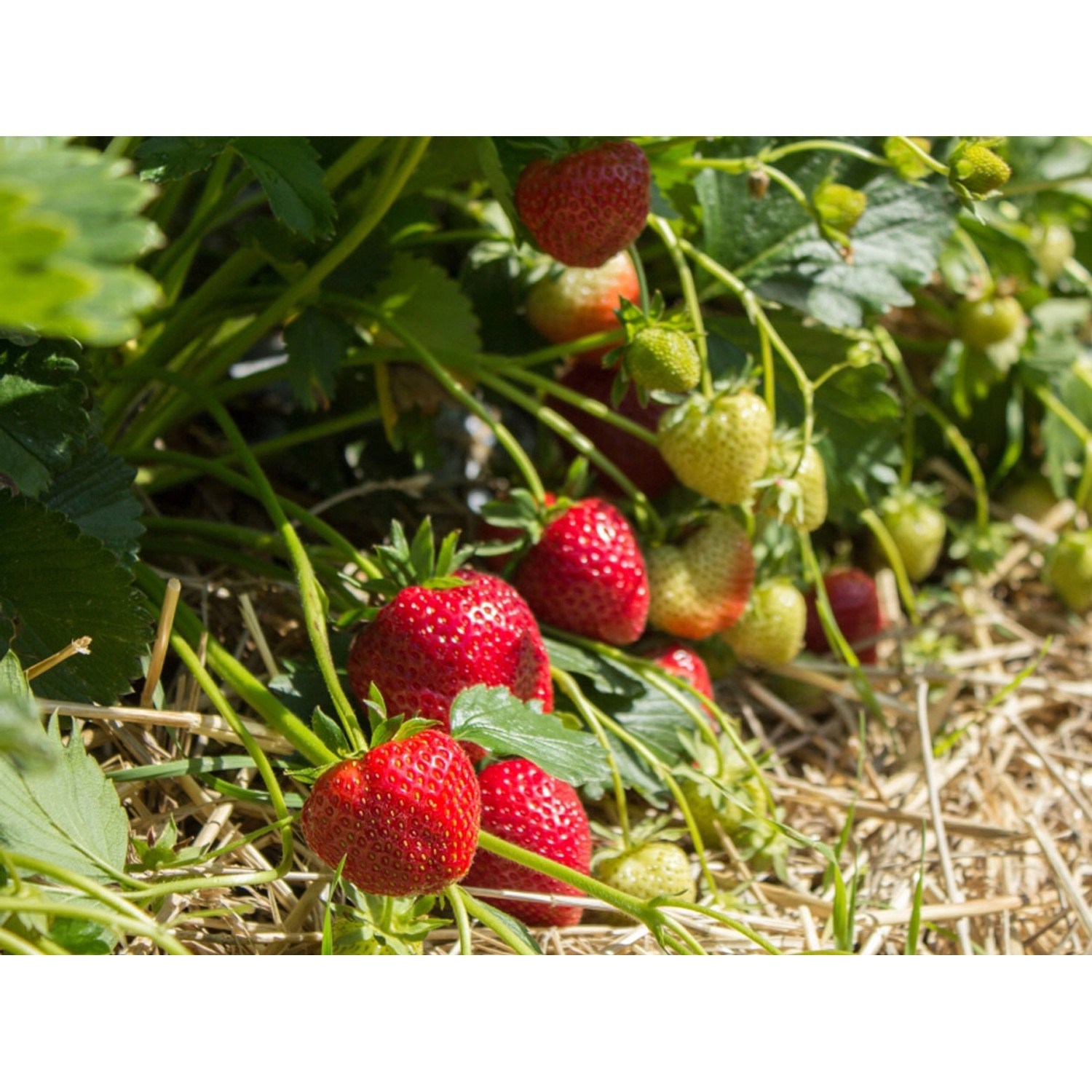 Erdbeerprofi Senga Sengana Erdbeeren 20 Dicke Frigopflanzen kaufen bei OBI