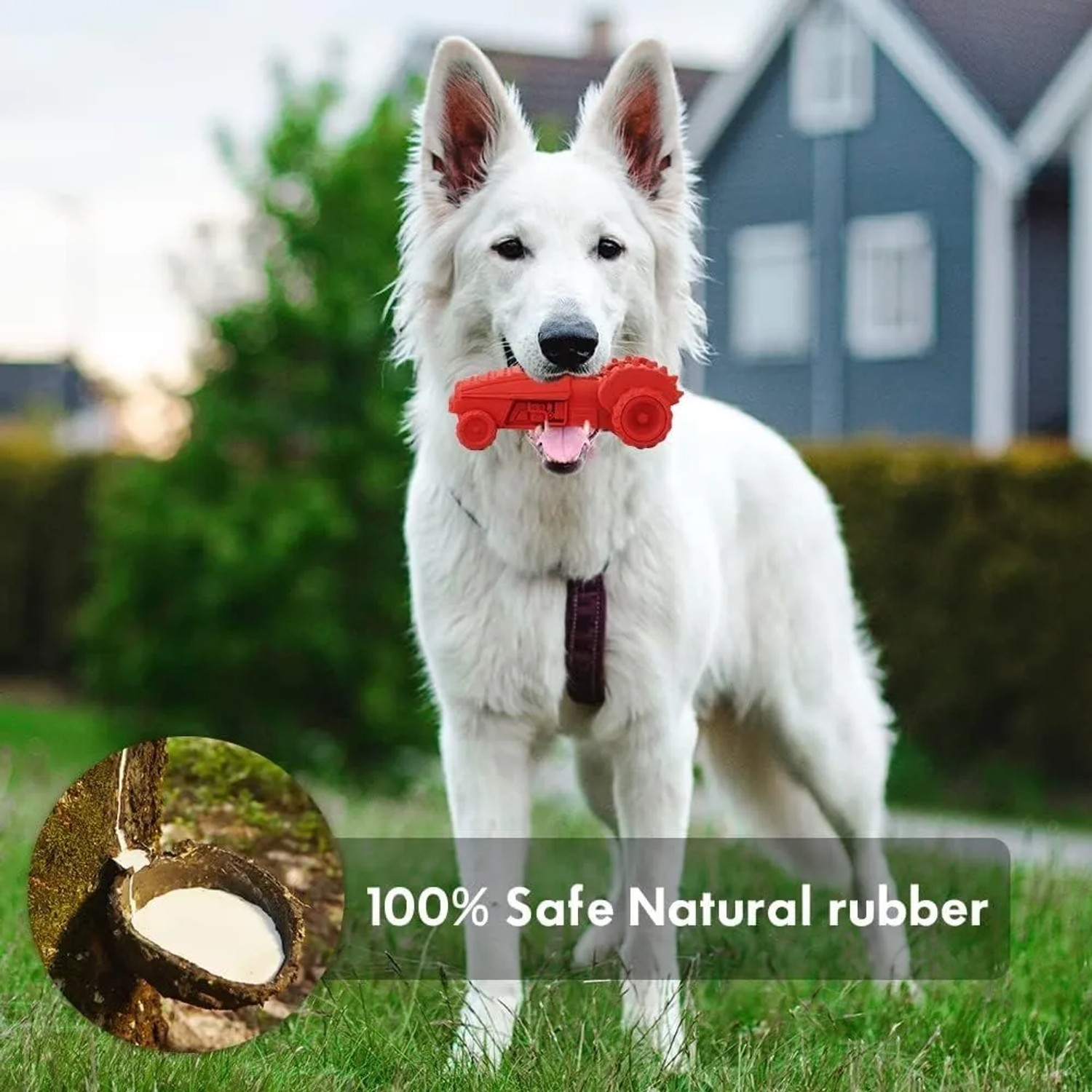 Weißer Schäferhund mit rotem Kauspielzeug (Truck) im Maul, ein Intelligenzspielzeug.