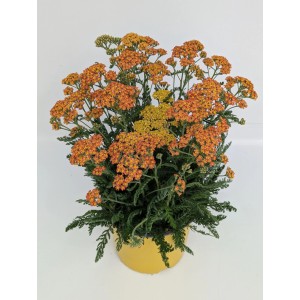 Schafgarbe 'Desert Eve': Orange und gelbe Blüten in gelbem Topf.