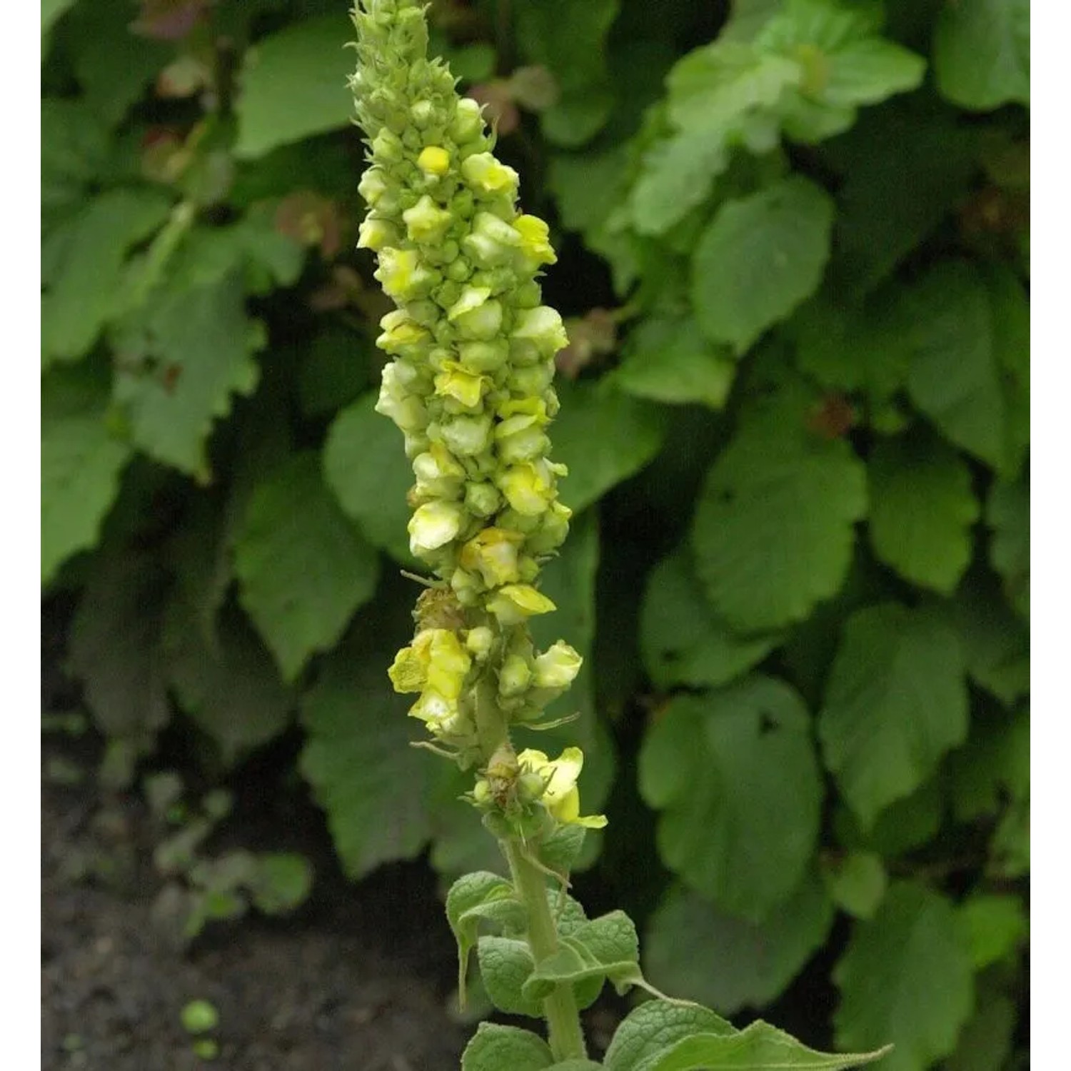 Kleinblütige Königskerze - Verbascum thapsus