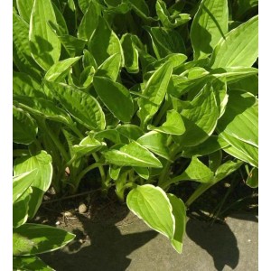 Schmalblattfunkie (Hosta) mit grün-weiß panaschierten Blättern.