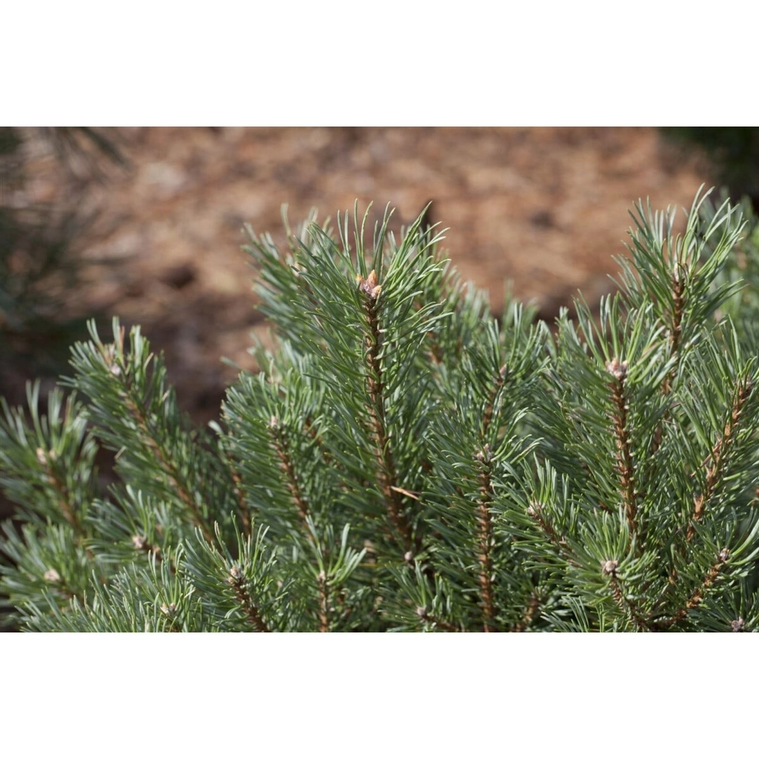 Pinus Sylvestris Waldkiefer 80–100 cm günstig online kaufen