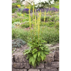 Schwarze Königskerze (Verbascum Nigrum) im 9x9 cm Topf, gelbe Blüten, grüne Blätter.