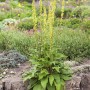 Schwarze Königskerze (Verbascum Nigrum) im 9x9 cm Topf, gelbe Blüten, grüne Blätter.