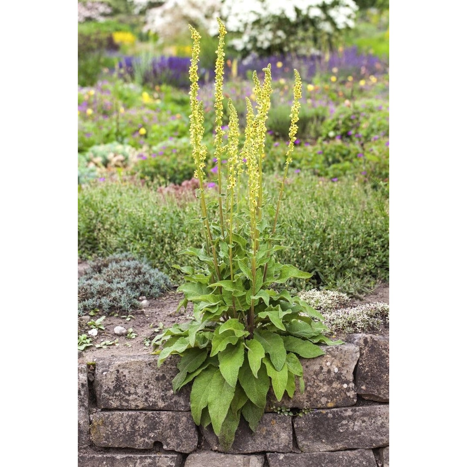 Schwarze Königskerze (Verbascum Nigrum) im 9x9 cm Topf, gelbe Blüten, grüne Blätter.