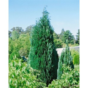 Blaue Säulenzypresse 'Alumii' (125-150 cm) als Heckenpflanze im Garten.