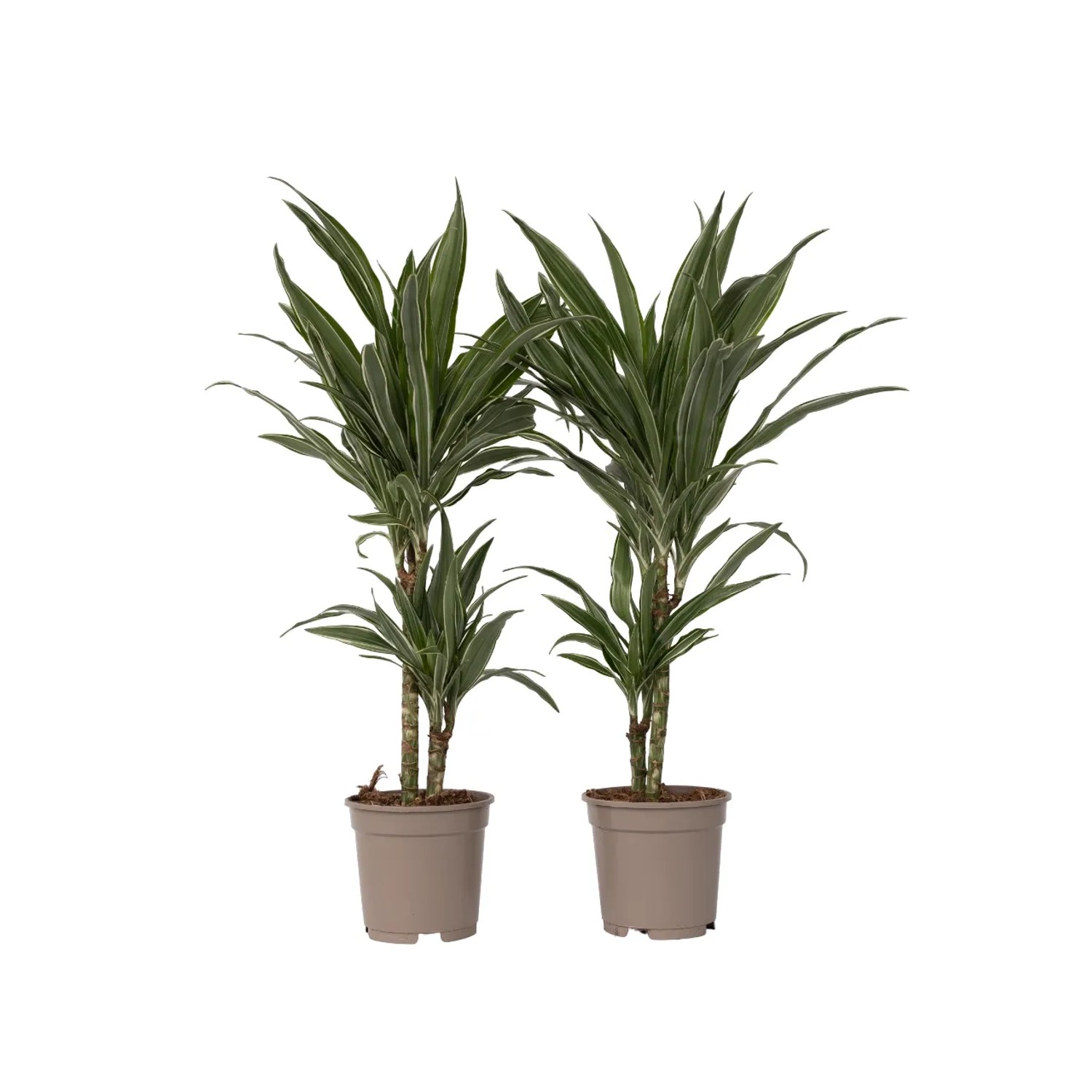 Plant In A Box Drachenbaumen X2  Dracaena 'Warneckei' Höhe 60cm Ø17 Grün