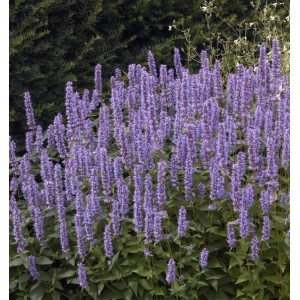 Mexikonessel Pink Beauty - Agastache rugosa