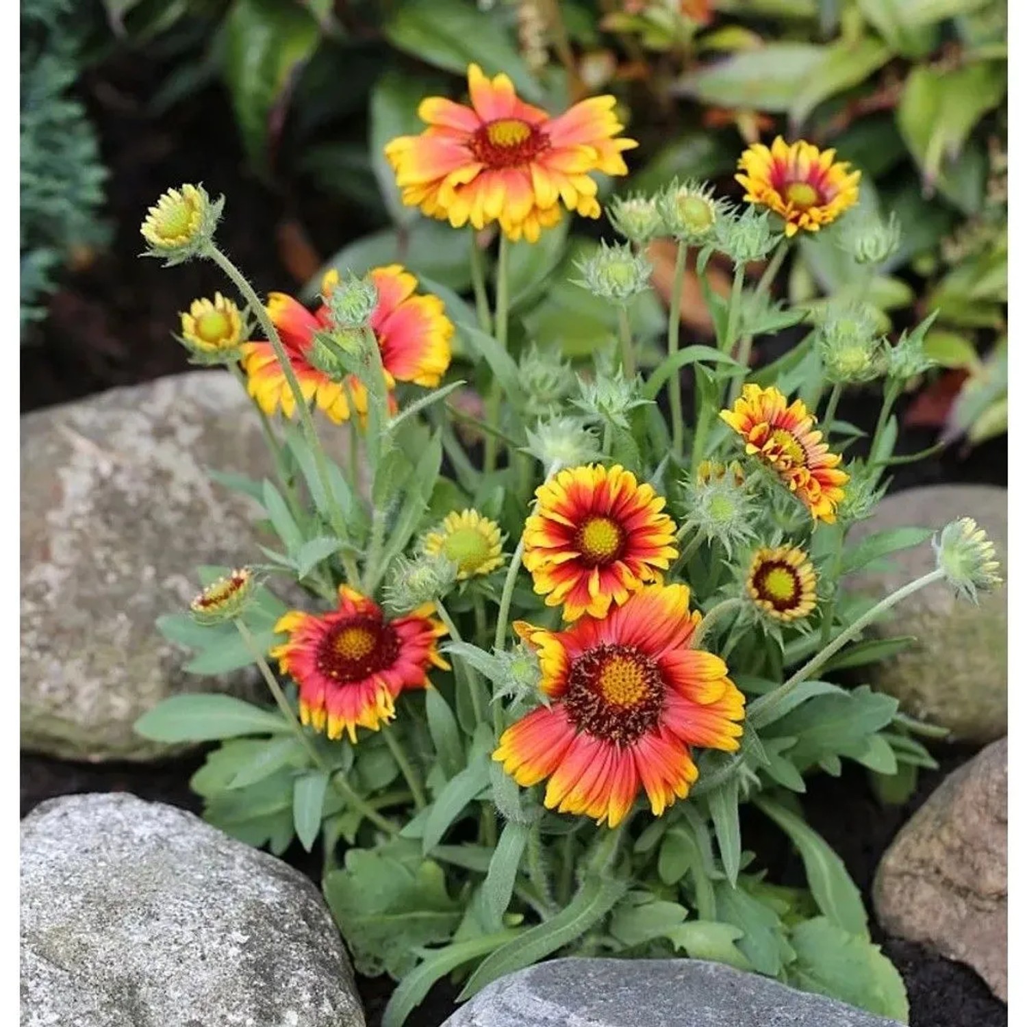 Kokardenblume Arizona Sun - Gaillardia aristata