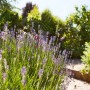 Blühender Echter Lavendel (Lavandula Angustifolia) im Garten, violette Blüten.