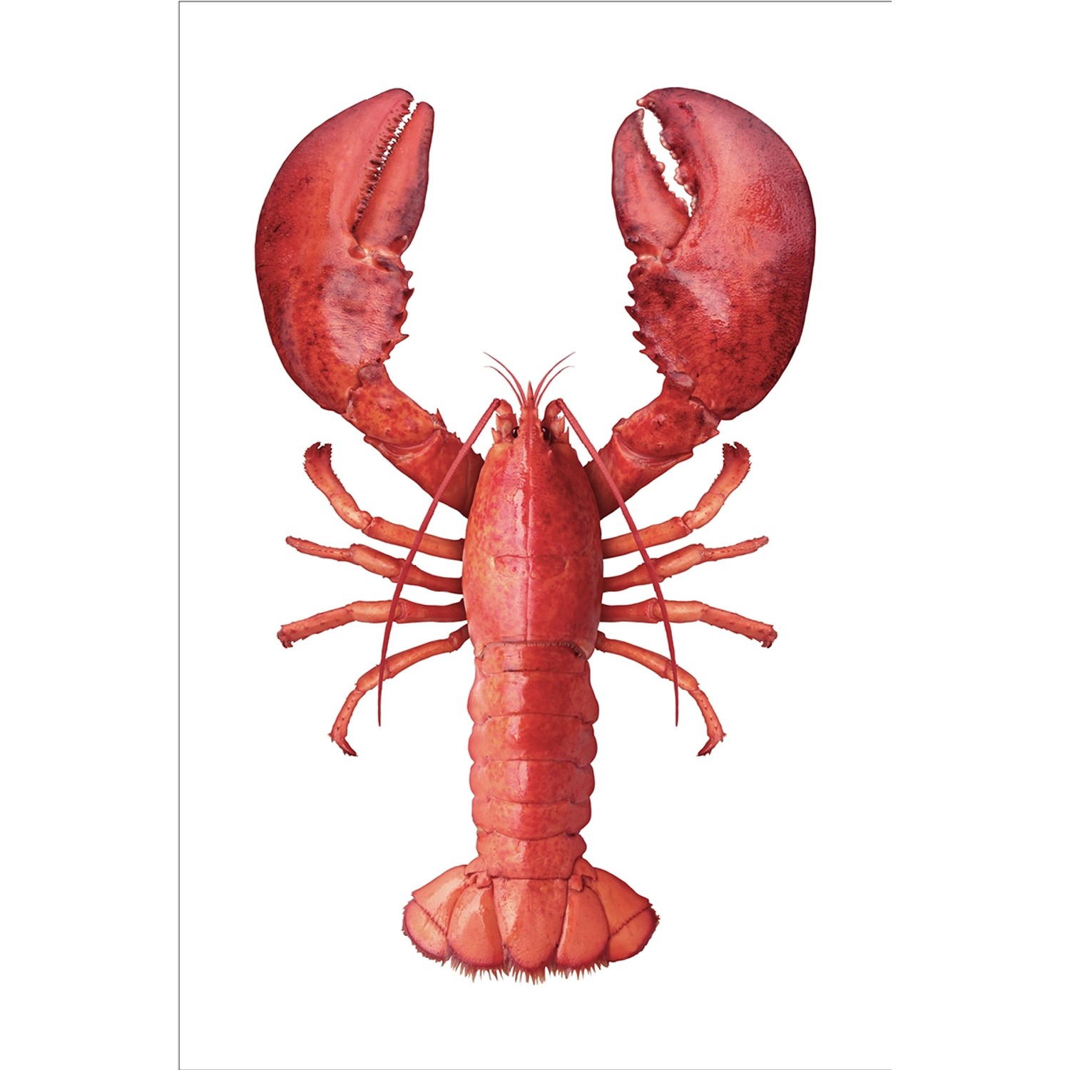 ESTAhome Wandtattoo Hummer Rot 70 x 46,5 cm 159045 günstig online kaufen