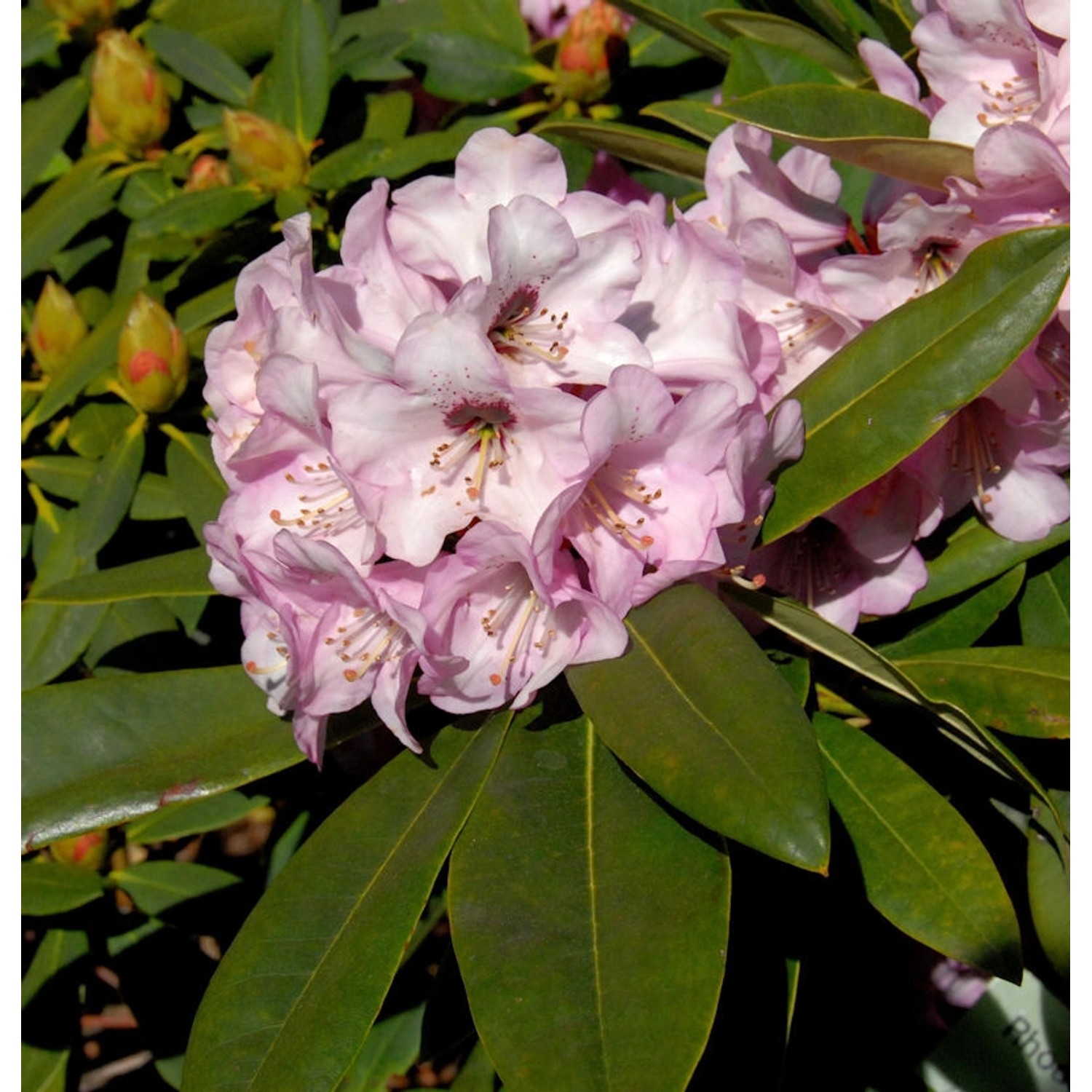 INKARHO - Rhododendron Dominik 30-40cm - Alpenrose günstig online kaufen