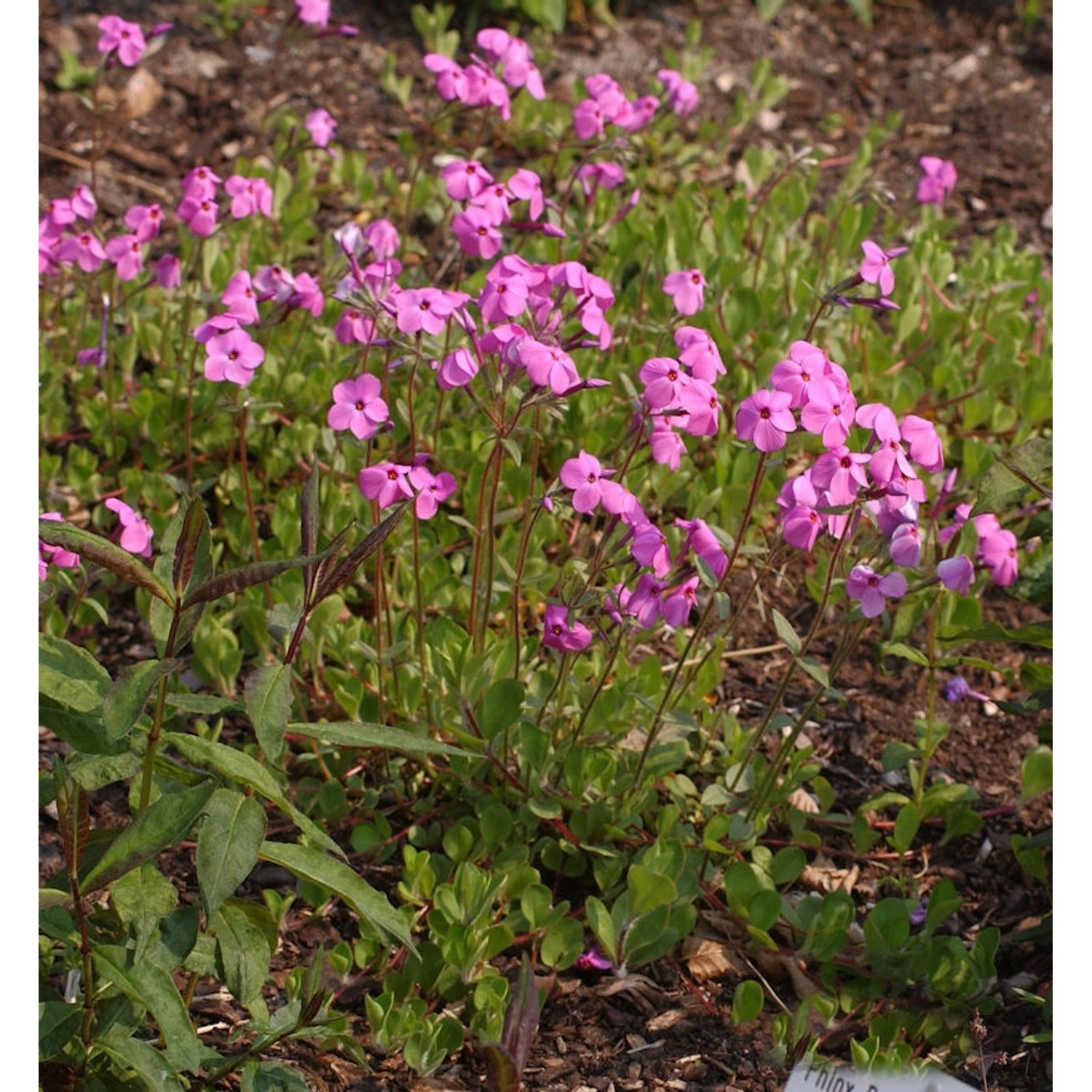 Wilder Phlox Pink Ridge - Phlox stolonifera günstig online kaufen