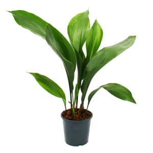 Schusterpalme (Aspidistra elatior) im 15cm Topf, eine robuste Zimmerpflanze mit grünen Blättern.