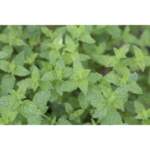 Nahaufnahme der grünen Blätter einer Mentha X Piperita Pfefferminze im 9x9 cm Topf.