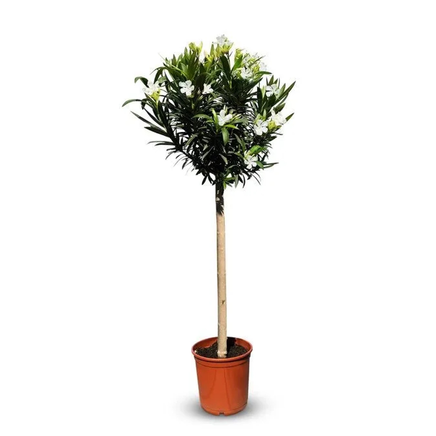 Sunny-Tree Oleander auf Stamm Farbe Weiß Nerium Oleander Höhe 140-160 cm Pf günstig online kaufen
