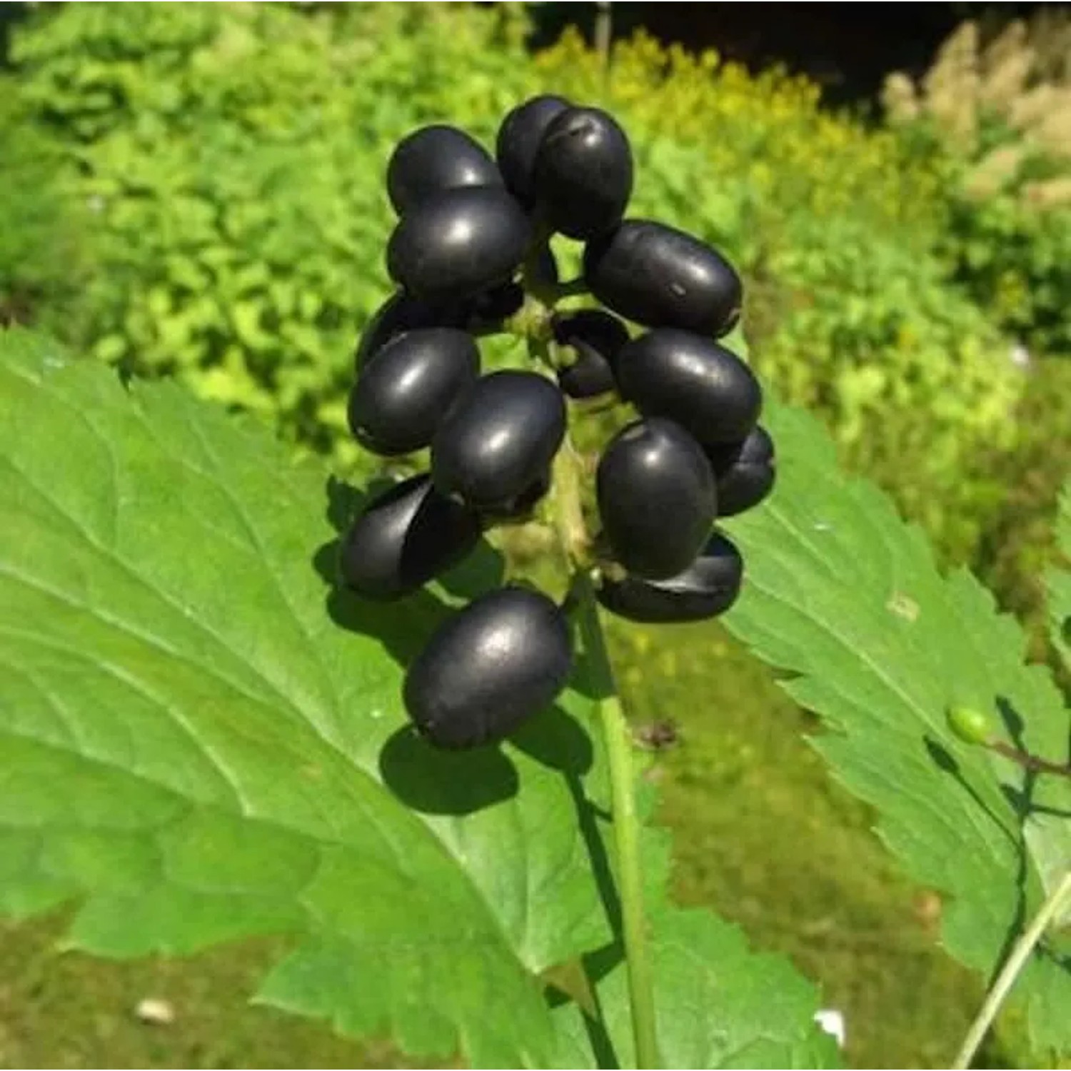 Christophskraut schwarze Beeren - Actaea spicata
