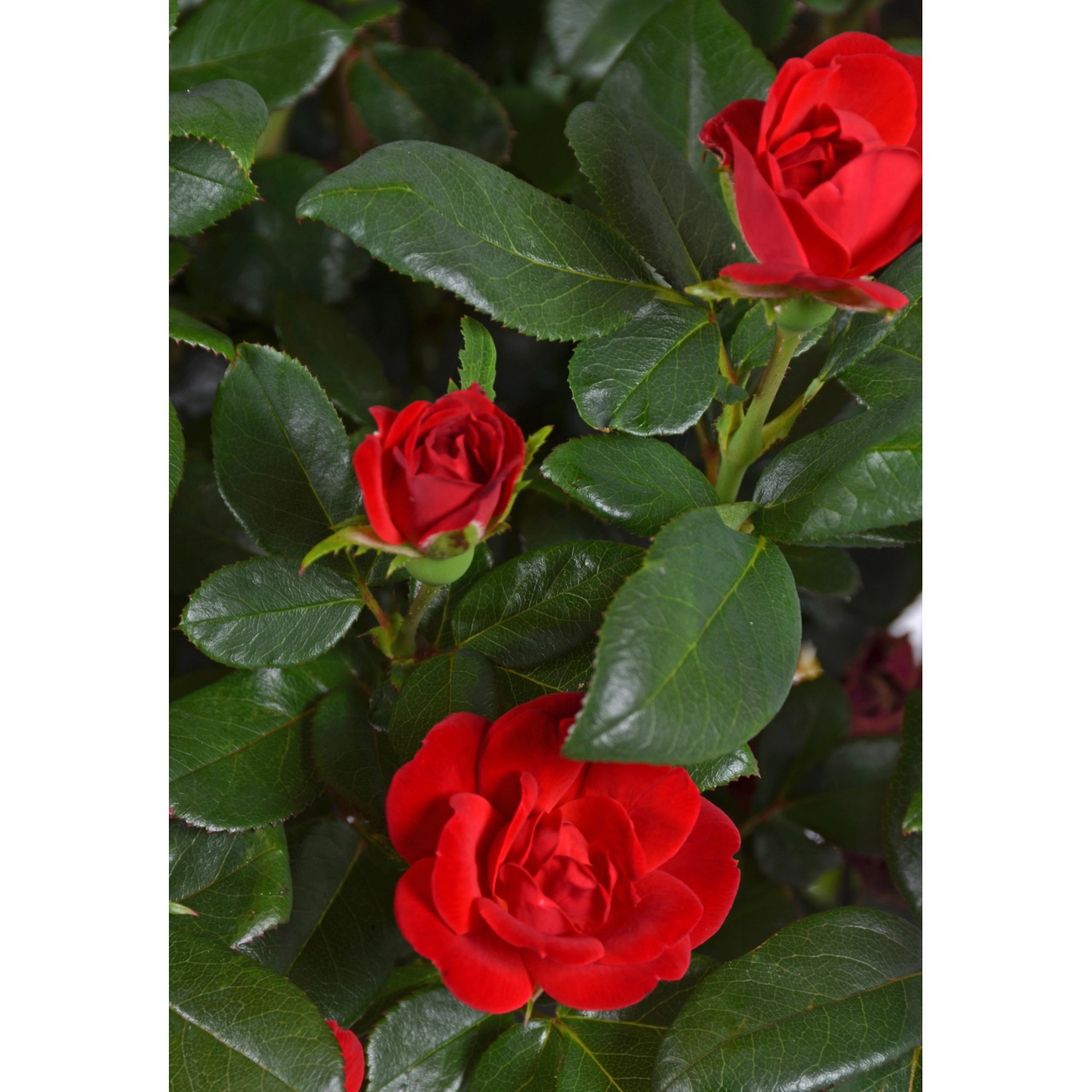 Rose Zepeti Rot Höhe ca. 35 - 40 cm Topf ca. 6,5 l günstig online kaufen