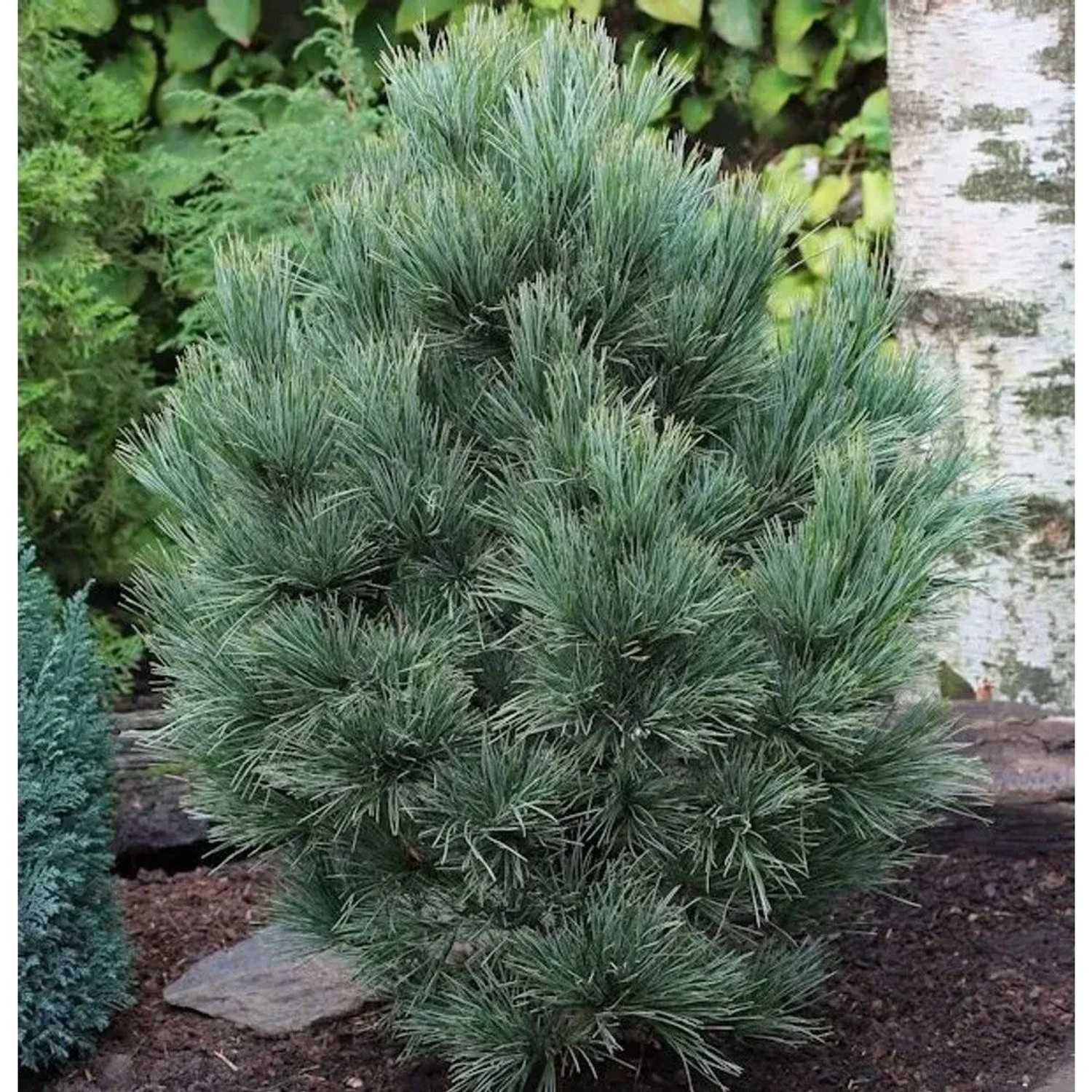 Zirbelkiefer 30-40cm - Pinus cembra