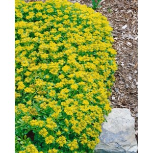 Gelber Sedum Kamtschaticum Bodendecker im 9x9 cm Topf, ideal für Steingärten.