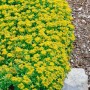 Gelber Sedum Kamtschaticum Bodendecker im 9x9 cm Topf, ideal für Steingärten.
