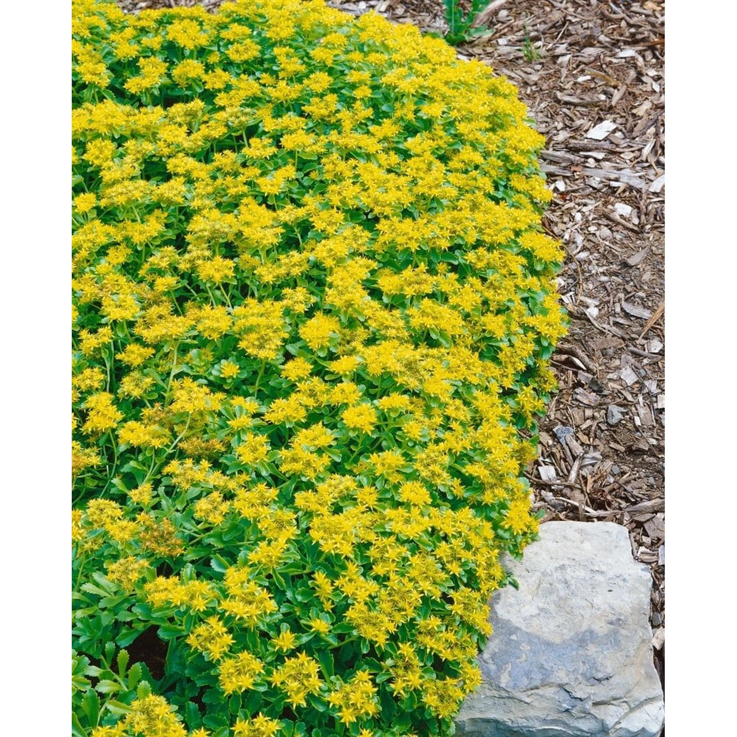 Sedum Kamtschaticum Var. Ellacombianum Gelb Ca. 9x9 cm Topf günstig online kaufen