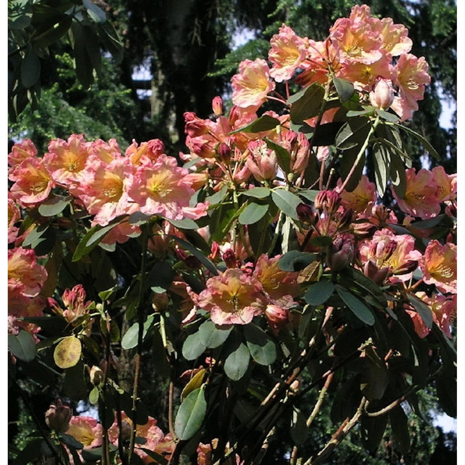 INKARHO - Großblumige Rhododendron Santorina 25-30cm - Alpenrose günstig online kaufen