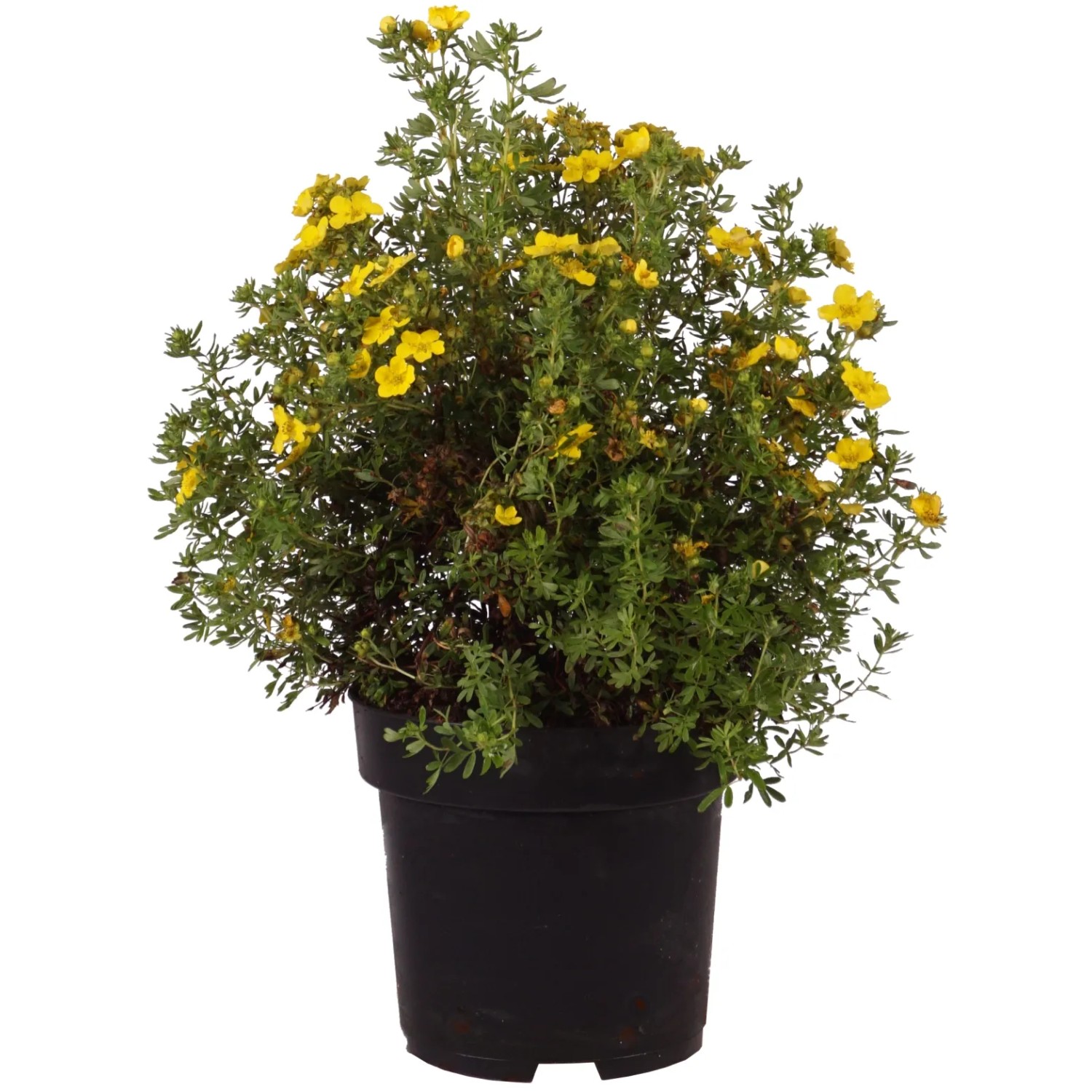 Potentilla fruticosa 'Dakota Sunspot' ® Höhe ca.40 cm Topf 2,8l Potentilla