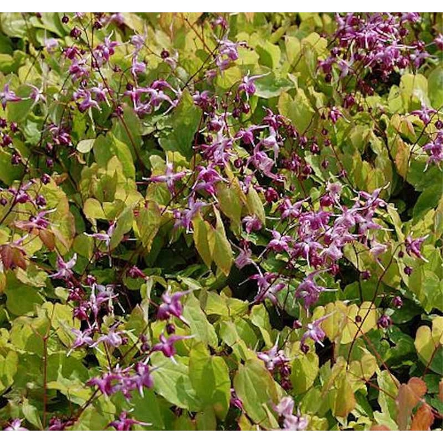 Elfenblume Rubinkrone - Epimedium grandiflorum günstig online kaufen