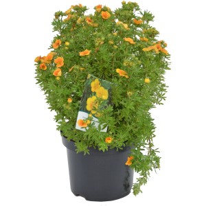 Fünffingerstrauch Mango Tango im Topf, orange-gelbe Blüten. Potentilla für sonnige Standorte.