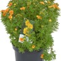 Fünffingerstrauch Mango Tango im Topf, orange-gelbe Blüten. Potentilla für sonnige Standorte.
