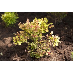 Berberis thunbergii Heckenpflanze, 60-80 cm hoch, mit gelb-roten Blättern im Beet.