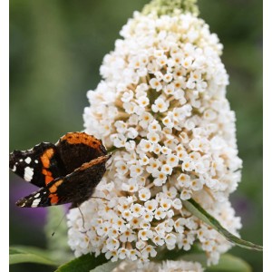Schmetterling auf weißem Sommerflieder White Profusion (Buddleja) im Detail.