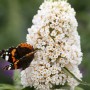 Schmetterling auf weißem Sommerflieder White Profusion (Buddleja) im Detail.