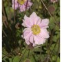 Nahaufnahme einer rosa Herbstanemone 'Königin Charlotte' mit gelber Mitte. Stauden-Blüte.