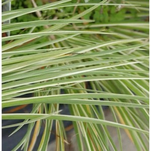 Moskitogras Oborozuki - Acorus gramineus