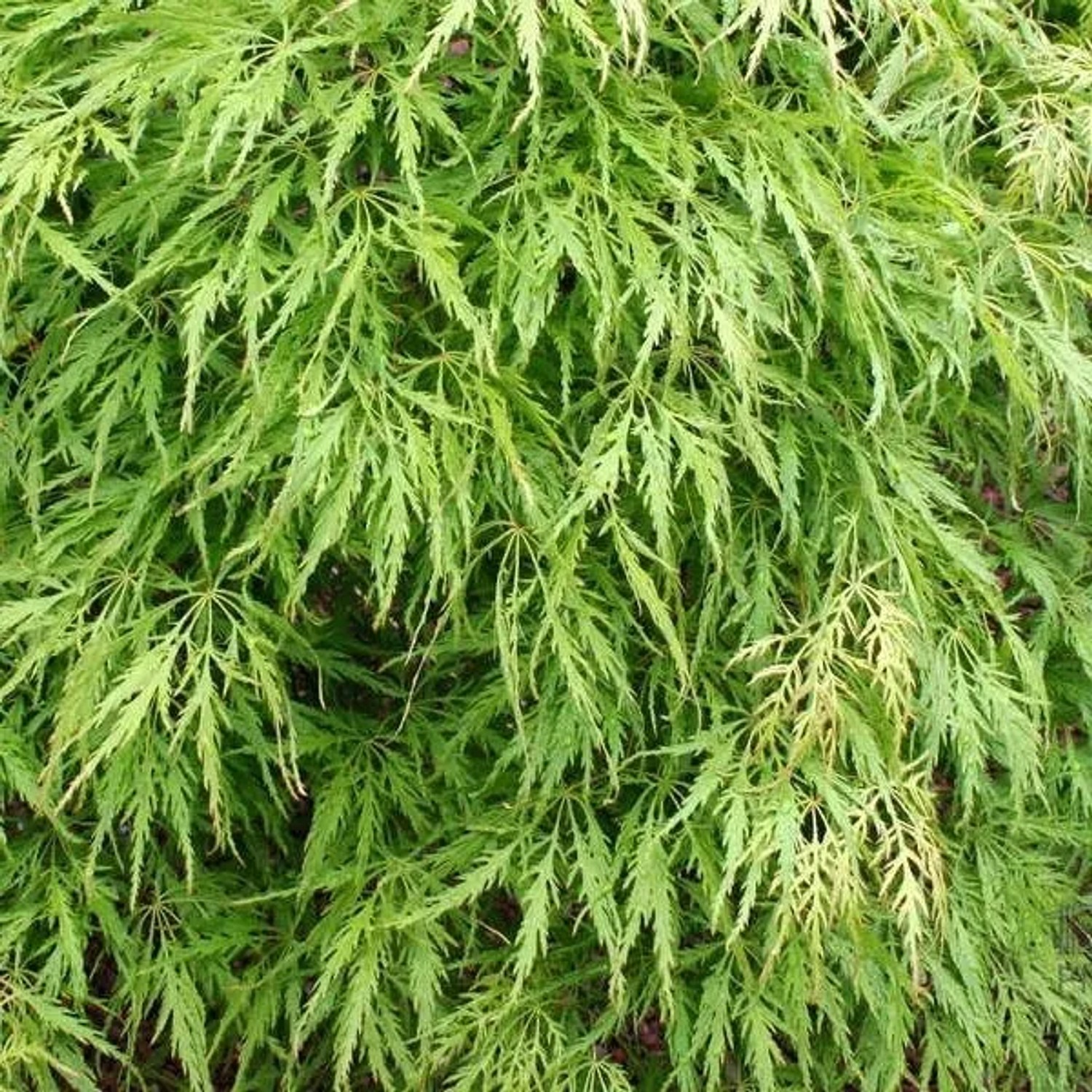 arborix Fächerahorn 'Dissectum' Acer Palmatum 50 Bis 60 Cm Im Container Feinlaubig
