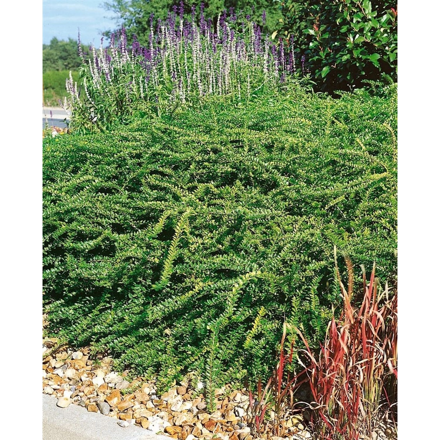 Lonicera nitida 'Elegant' 20-30 cm günstig online kaufen