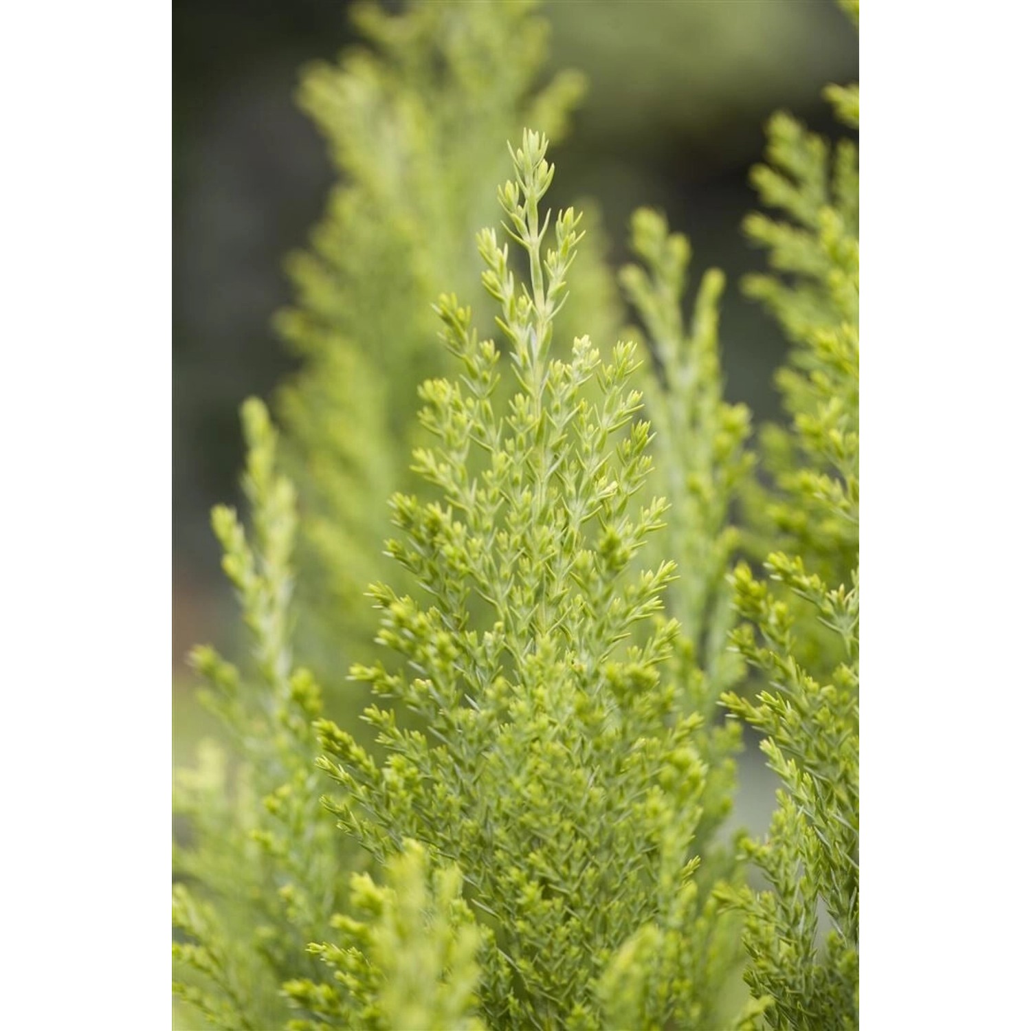 Chamaecyparis Lawsoniana Ellwoods Empire 30–40 cm Immergrün günstig online kaufen