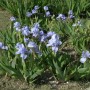 Zwergschwertlilie Eiswürfel mit hellblauen Blüten und grünen Blättern im Gartenbeet. Winterharte Staude.