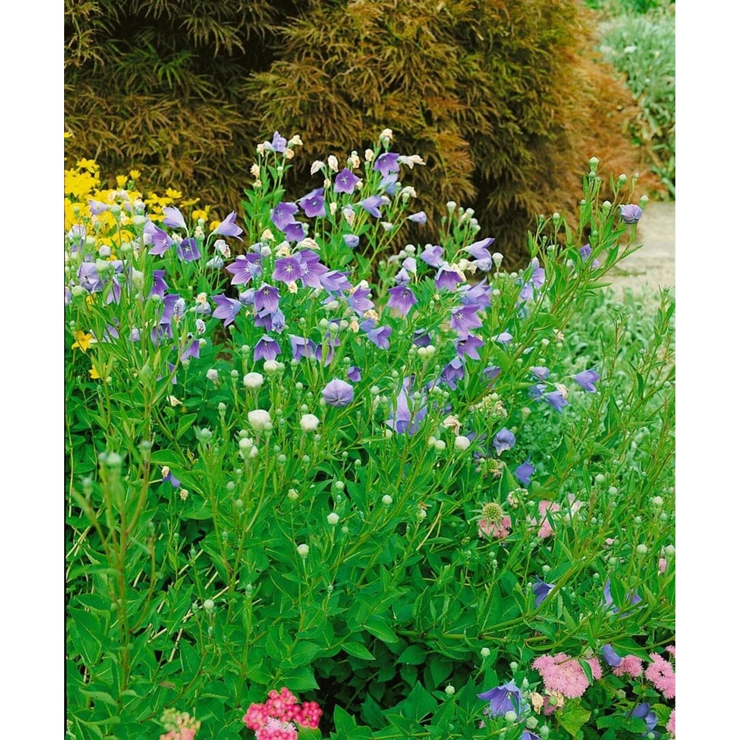 Platycodon Grandiflorus Mariesii Ballonblume Ca. 9x9 cm Topf günstig online kaufen