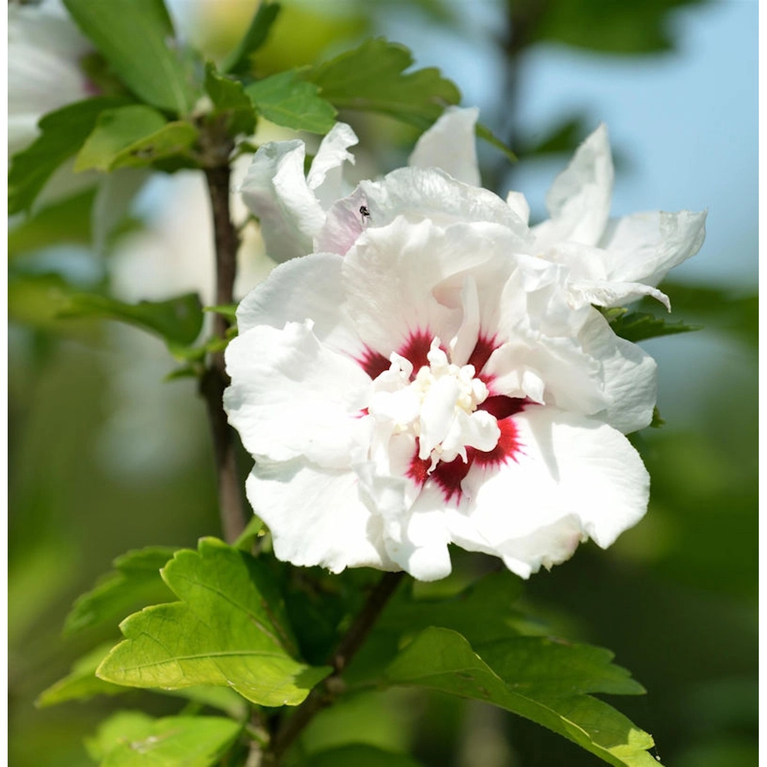 Rosen Eibisch Speciosus 40-60cm - Hibiscus günstig online kaufen