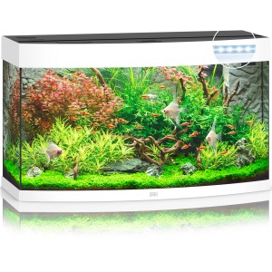 Weißes Juwel Vision 180 LED Aquarium-Komplettset mit gebogener Frontscheibe, bepflanzt und mit Fischen.