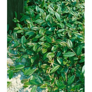 Immergrüner Cotoneaster Salicifolius Floccosus als Bodendecker, 80–100 cm hoch.