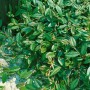 Immergrüner Cotoneaster Salicifolius Floccosus als Bodendecker, 80–100 cm hoch.