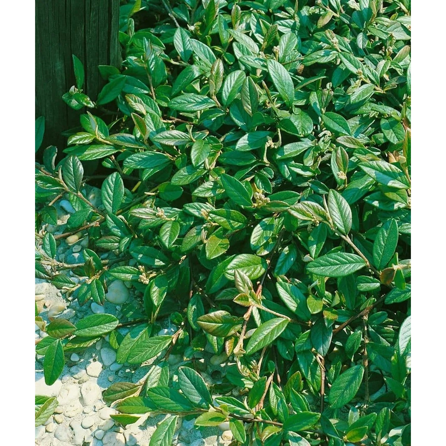 Immergrüner Cotoneaster Salicifolius Floccosus als Bodendecker, 80–100 cm hoch.