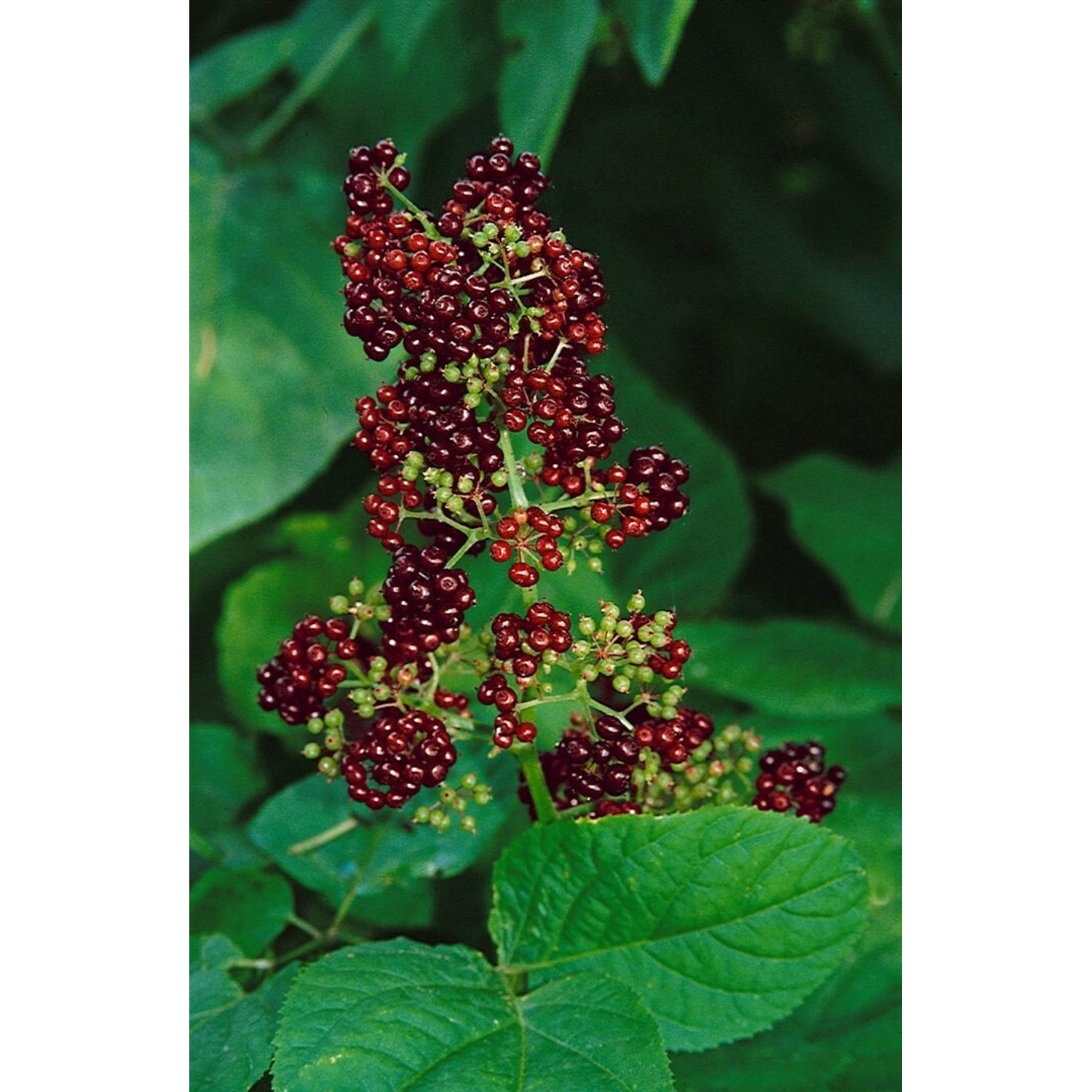 Aralia Racemosa Amerikanischer Nardenwurz Ca. 11x11 cm Topf günstig online kaufen