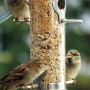 Dobar Acrylglas-Futtersäule mit Spatzen. Vogelfutterspender aus Metall, gefüllt mit Körnern.