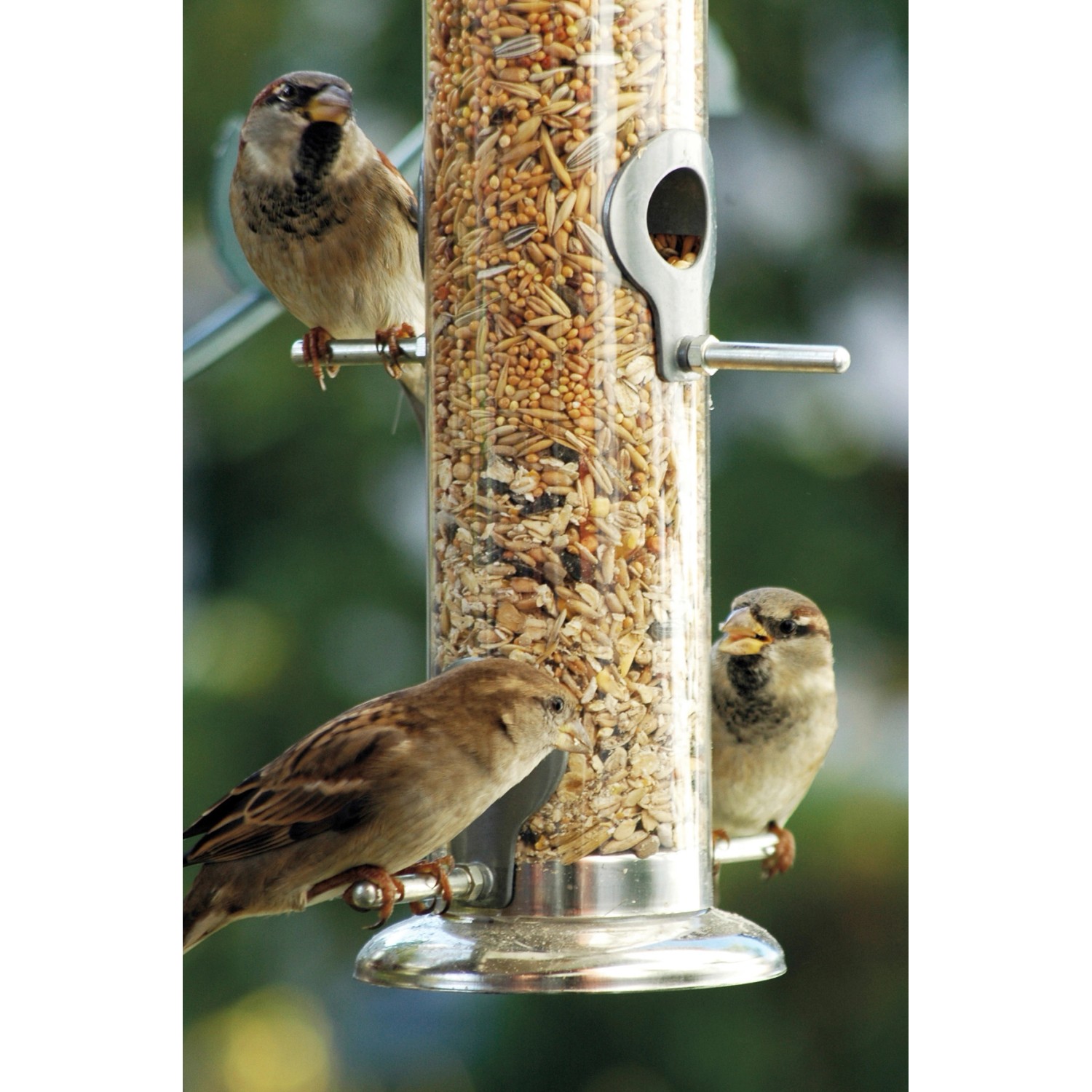 Dobar Acrylglas-Futtersäule mit Spatzen. Vogelfutterspender aus Metall, gefüllt mit Körnern.