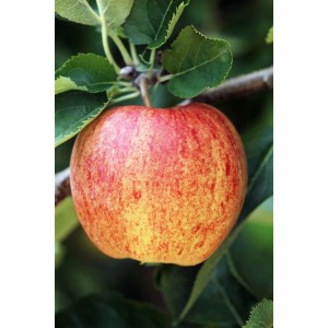 Nahaufnahme eines rot-gelben Ontario Apfels am Apfelbaum mit grünen Blättern.